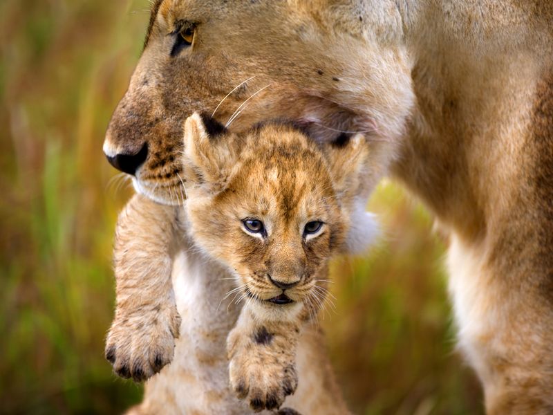 Mother and Cub | Smithsonian Photo Contest | Smithsonian Magazine