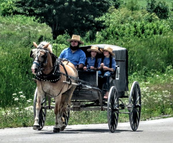 Amish Dad & Son's thumbnail