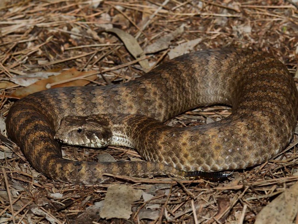 A brown snake