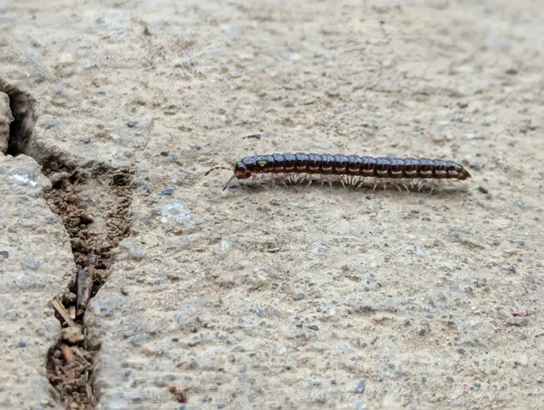 Millipede thumbnail