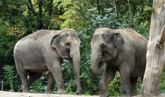 Two female Asian Elephants