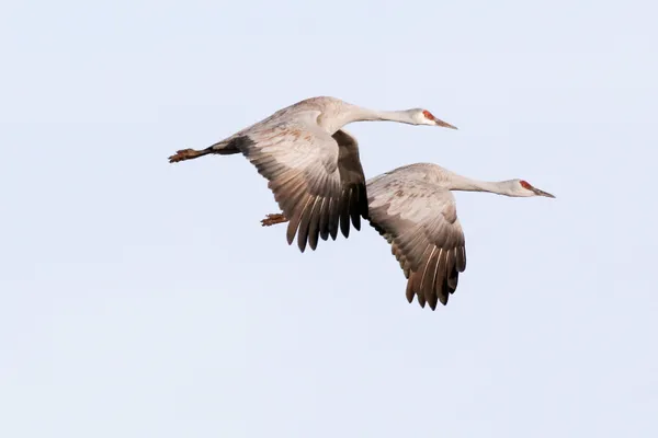 Sandhill Crane Migration #2 thumbnail