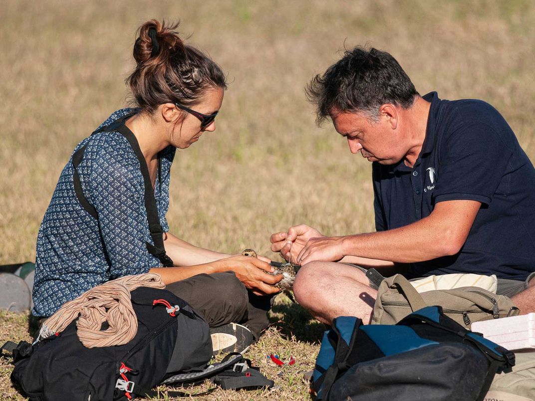 Researchers Tag a Bird