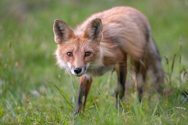Portrait of a Red Fox in Maine thumbnail