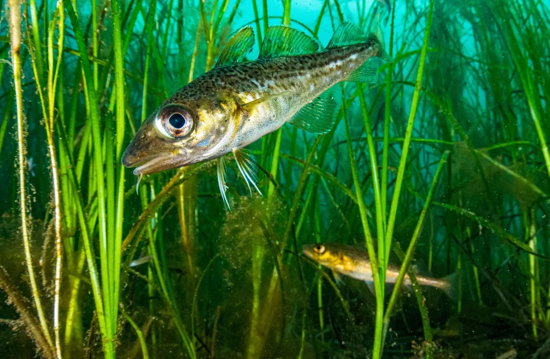 Atlantic cod