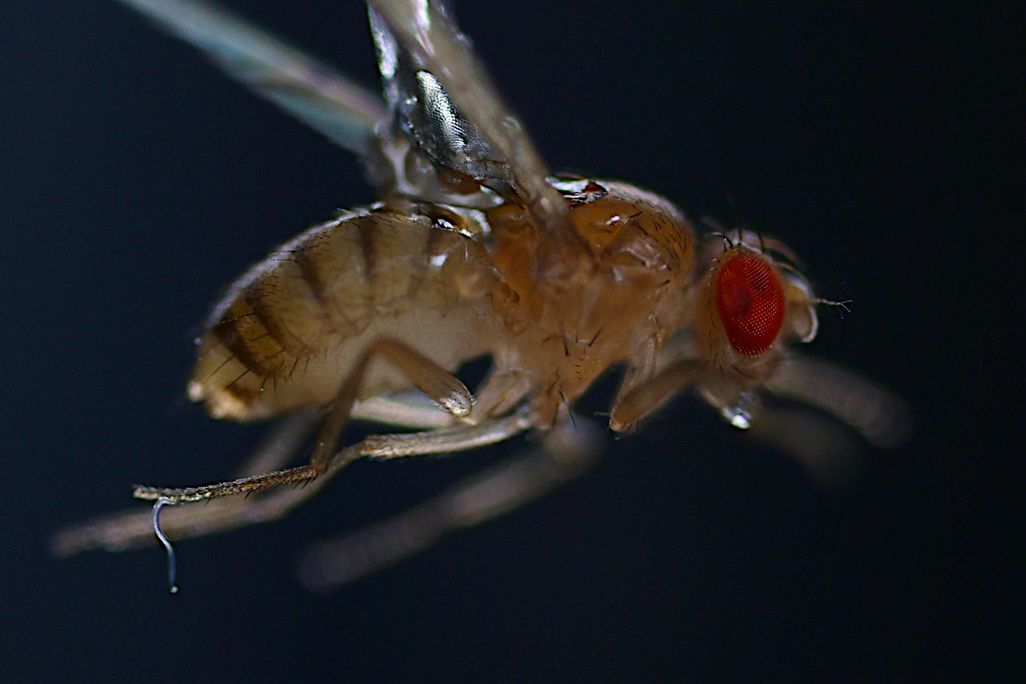 a nematode attaching itself to the rear leg of a fly
