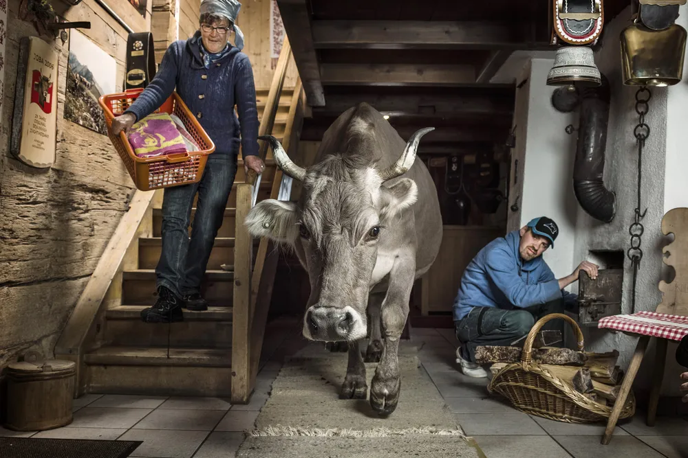 Cow in house