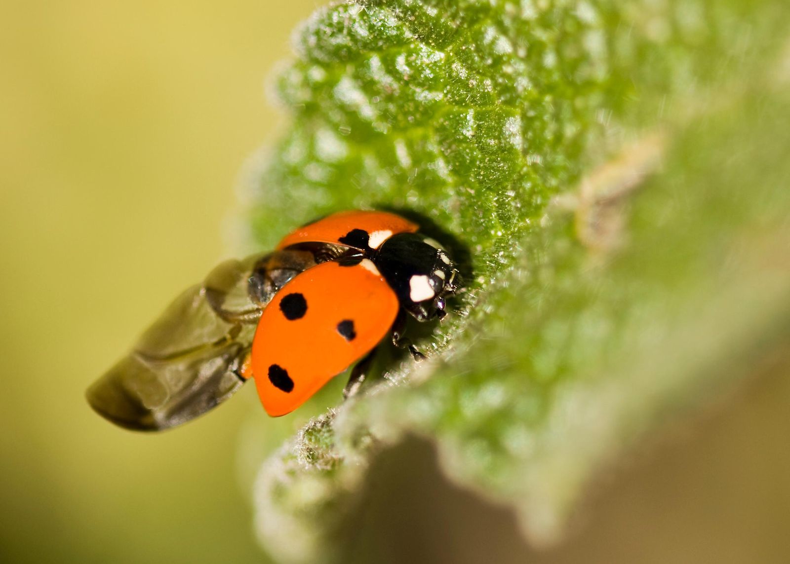 The Origami-Like Folds of Ladybug Wings Could Lead to Better ...