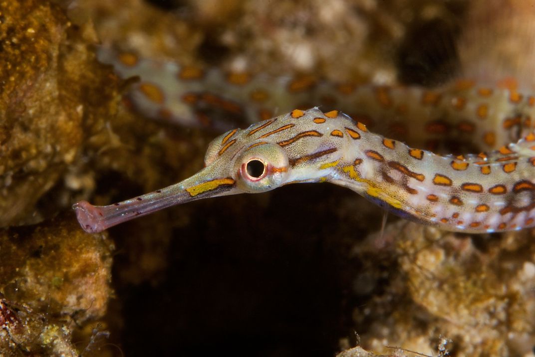 Pregnant Male Pipefish Are the Sea's Swaggery Swingers