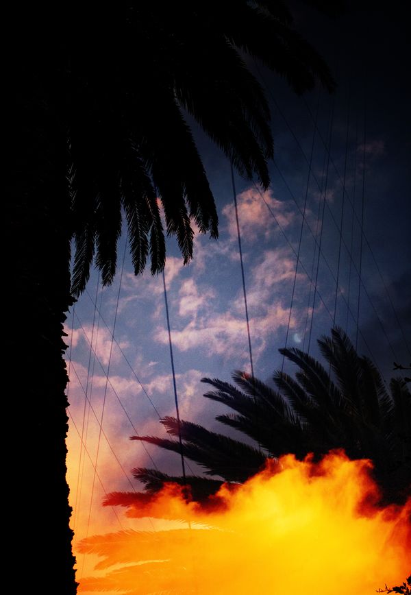 Palm trees on fire thumbnail