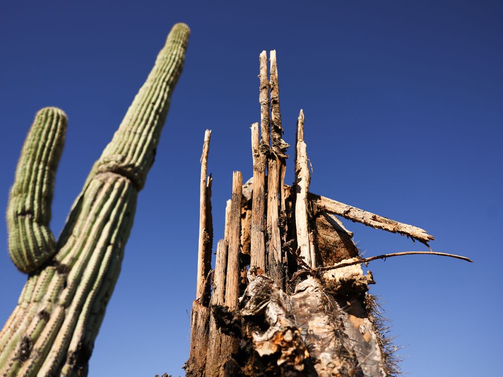 a living saguaro cactus and a dead one against a blue sky