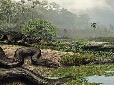 The world's largest snake—42 feet long and weighing 2,500 pounds—turned up in a Colombian jungle.