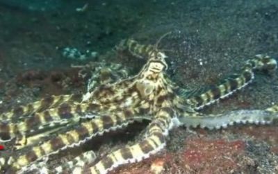 A good eye will spot the black-marble jawfish next to the mimic octopus's arm