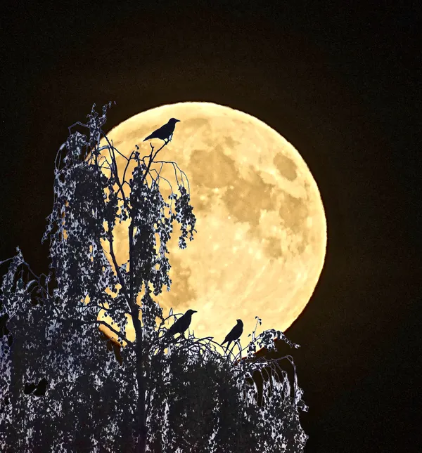 Golden moon with crows thumbnail