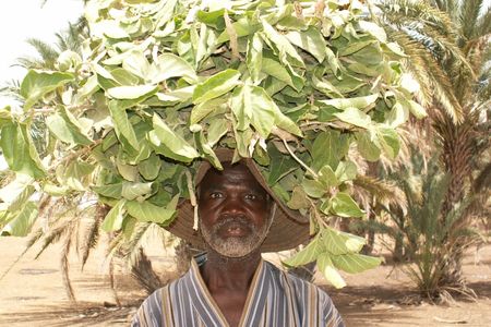 A farmer in southern Zinder, Niger, collects leaves that will feed his sheep.