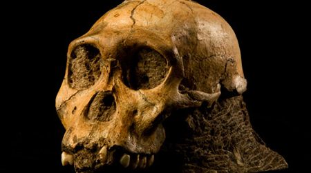 The skull of Australopithecus sediba