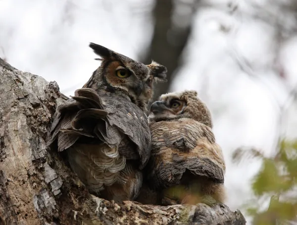 Mother Owl and Owlet thumbnail