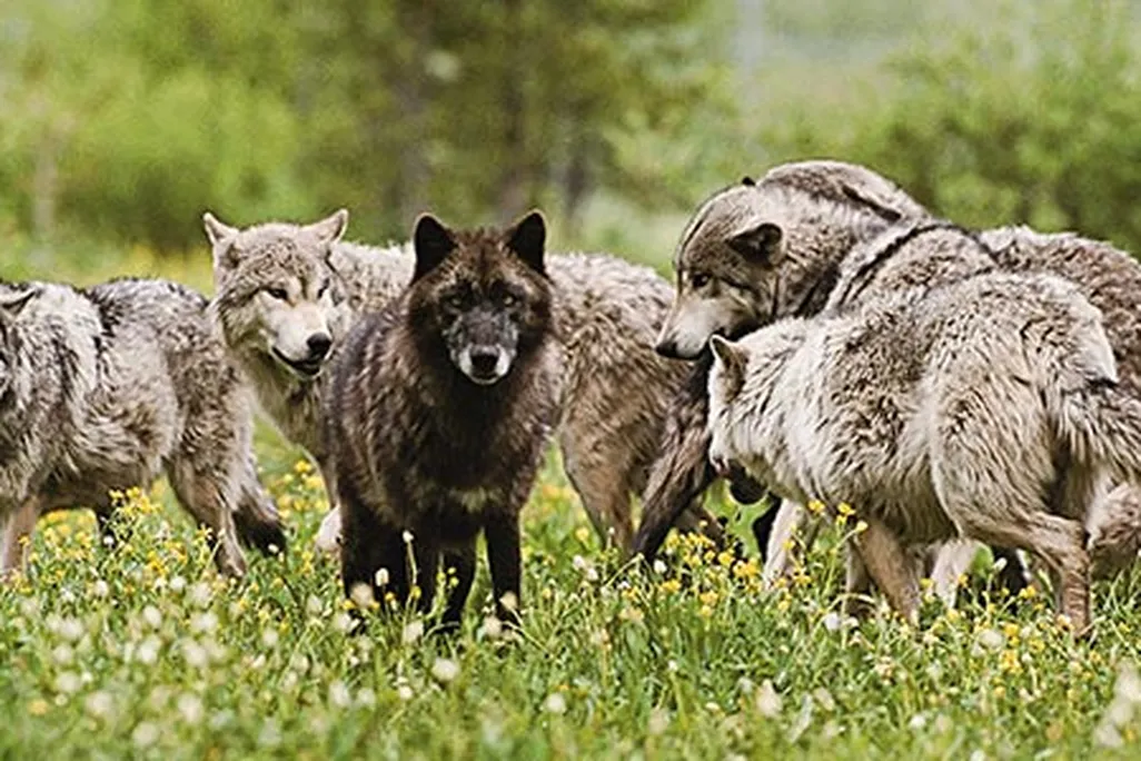 Gray wolves
