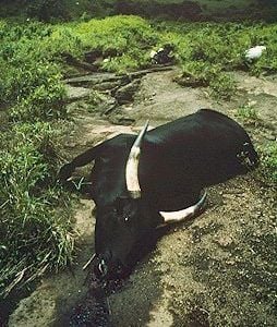 Cattle suffocated by carbon dioxide from Lake Nyos