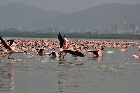 There's a lot more pink in the water during the annual flamingo migration to Mumbai this winter.