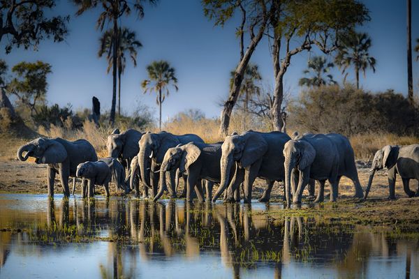 A wild elephant herd in water side thumbnail