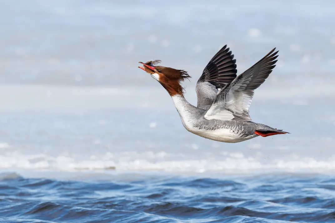 a loon-like bird with a red head flies low over the water, holding material in her beak
