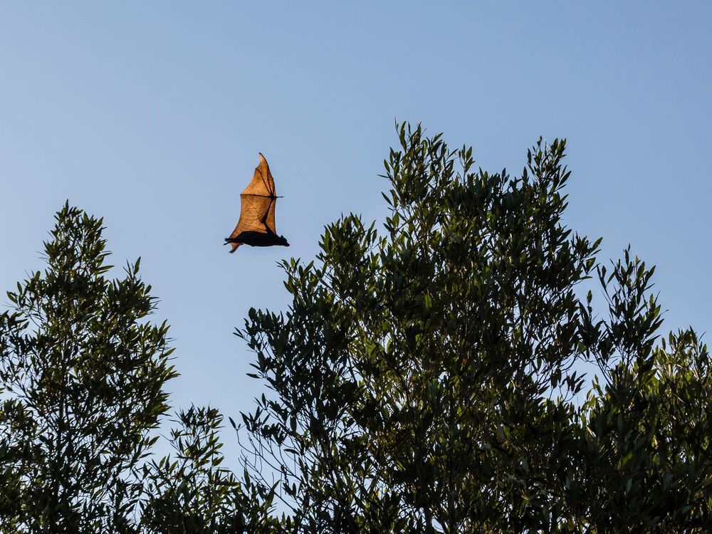 On the next fishing trip, such a hard bait with a dead bat was found  hanging on a tree, at first I was a little scared, but somehow I couldn't  go through