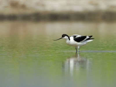 A pied avocet wades in a wetland.