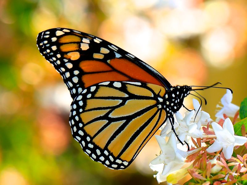 Monarch Feeding Smithsonian Photo Contest Smithsonian Magazine