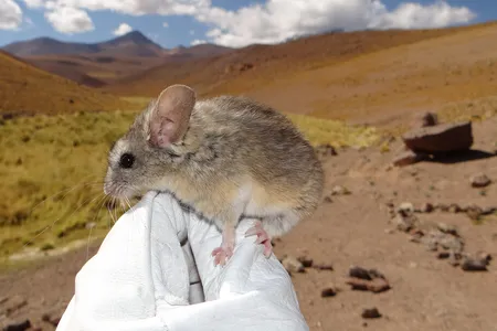 Andean leaf-eared mice can survive in extremely high-altitude environments with frigid temperatures and little oxygen.
