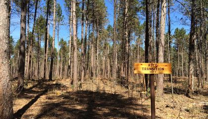 In Minnesota, Researchers Are Moving Trees Farther North to Save Forests