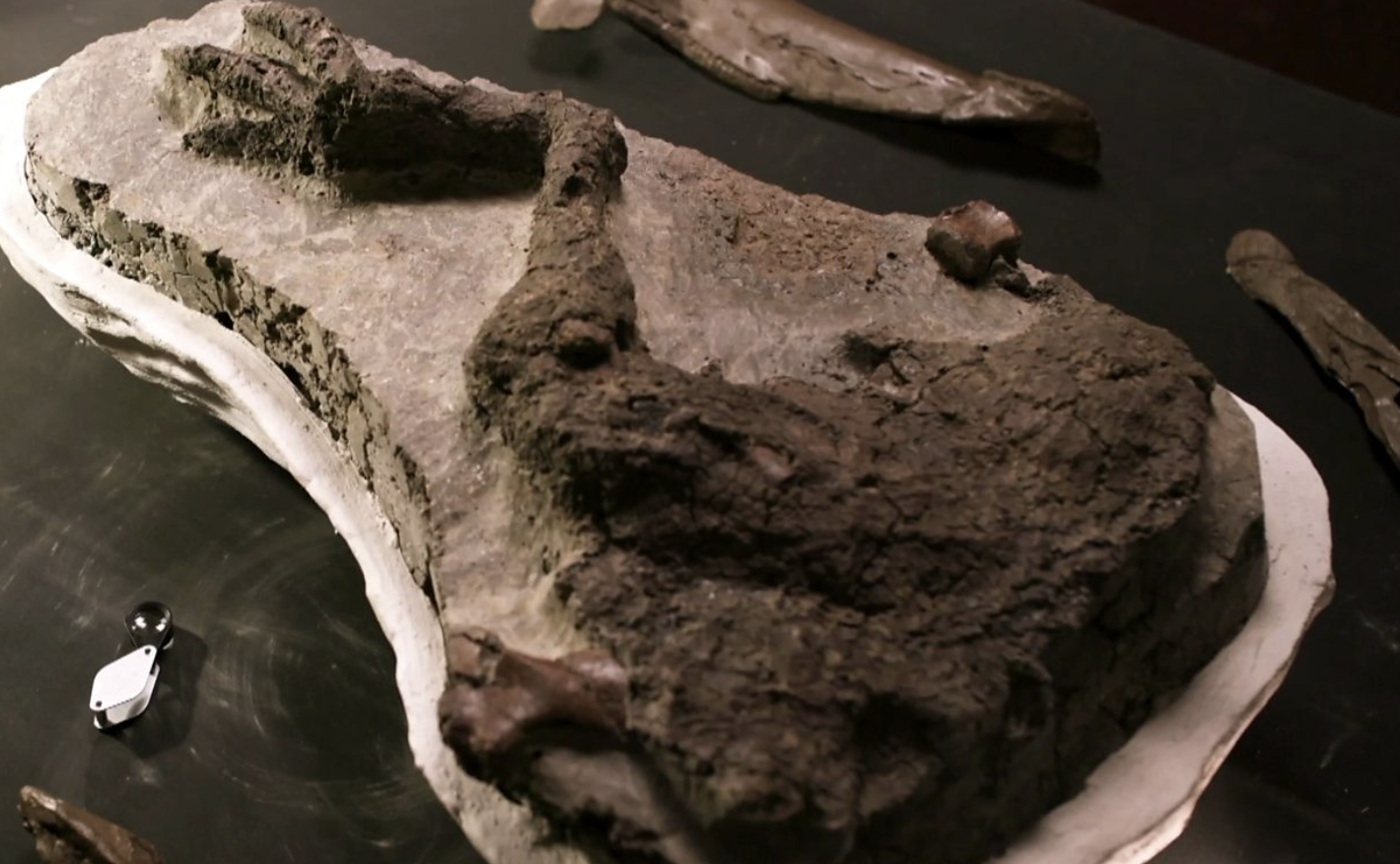 Что убило динозавров. Останки динозавров. Окаменелые останки динозавров. Метеорит погубивший динозавров. Метеорит 65 миллионов лет назад.
