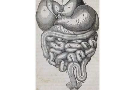 Before St. Martin's living digestive system was studied, doctors knew what the digestive system looked like but not how it looked or behaved while working. 