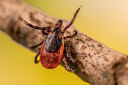 Most babesiosis infections are caused by blacklegged ticks, also known as deer ticks.