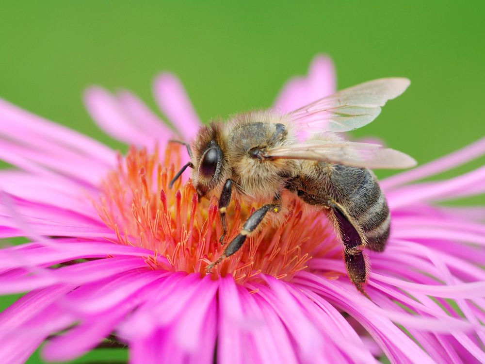 Bee on Flower