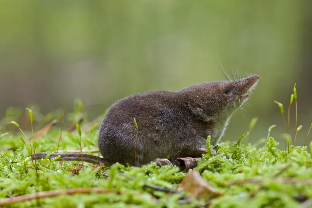 Shrew