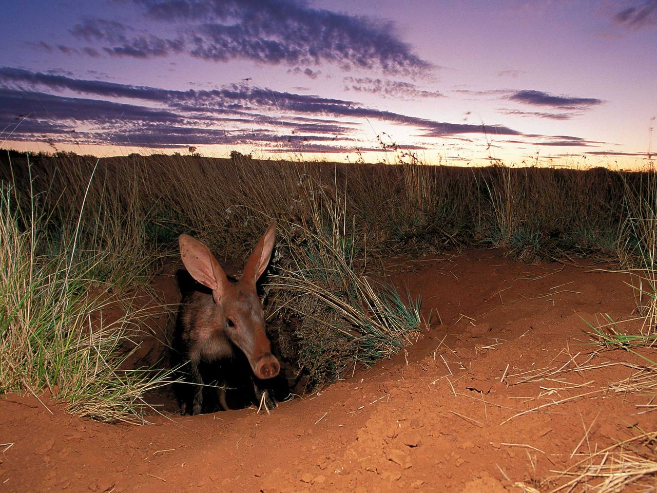 aardvark picture carriers
