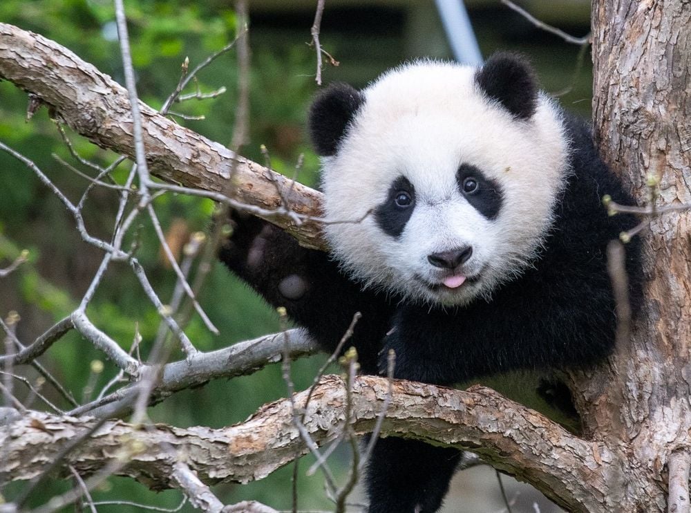 Close-up of giant panda cub Xiao Qi Ji in a tree with his tongue sticking out