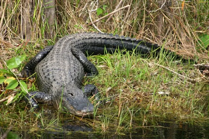 Forced Closer to Humans, Crocodiles Face Their Greatest Existential Threat