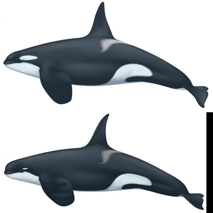 A New Orca Species May Have Been Spotted Off the Coast of Chile 