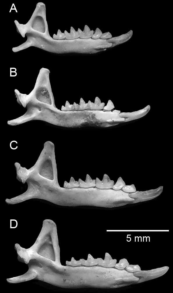 Chart with four gray jawbones on black background.