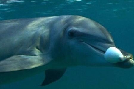 A dolphin with its drug of choice. 