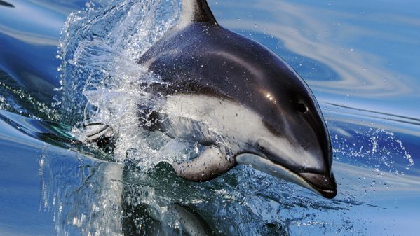 A  Pacific white-sided Dolphin follow in the wake of our boat. thumbnail