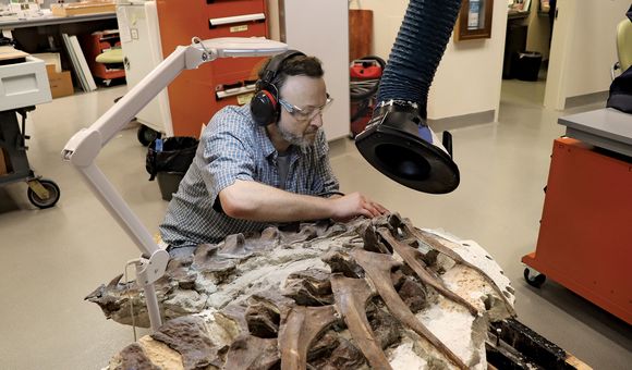 Volunteer Curt Breckenridge removes plaster used to display a tyrannosaur fossil