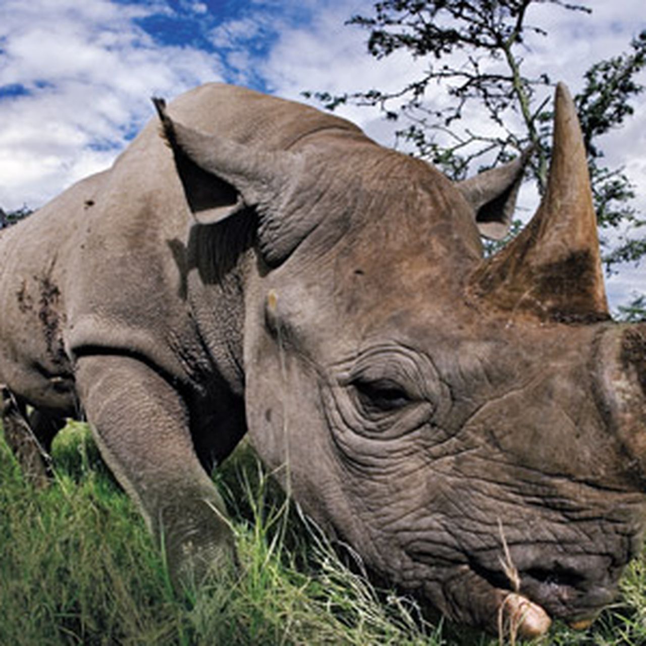 Why Are Rhinos So Aggressive