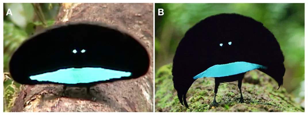 side-by-side of a bird with blue feathers at its front and a fan-like display of ultra-black. Its head appears to blend in fully, showing just two bright blue patches that look like eyes