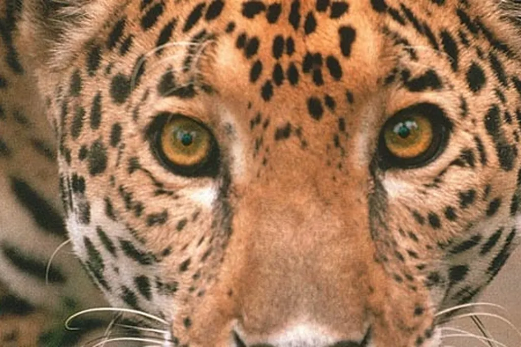 jaguar-prowl-main-631.jpg