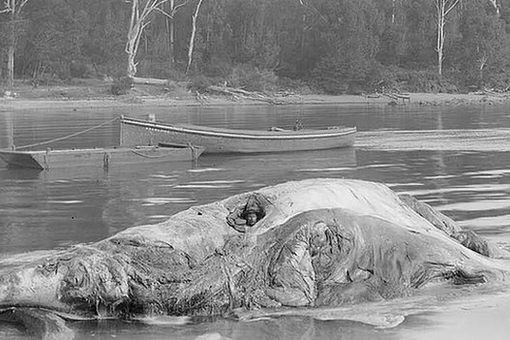 whalerot