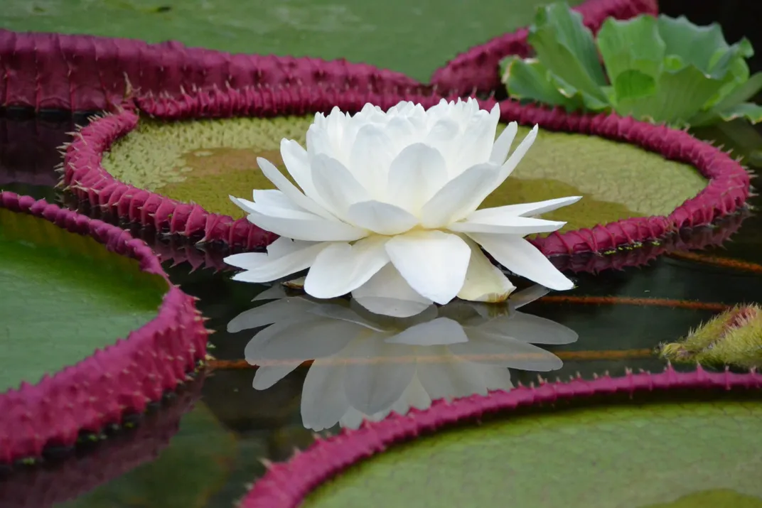 An image of V. boliviana's first blooming flower