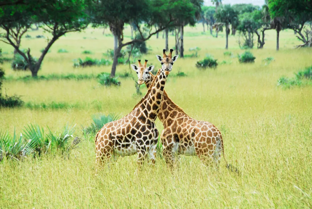 Giraffes in the wild